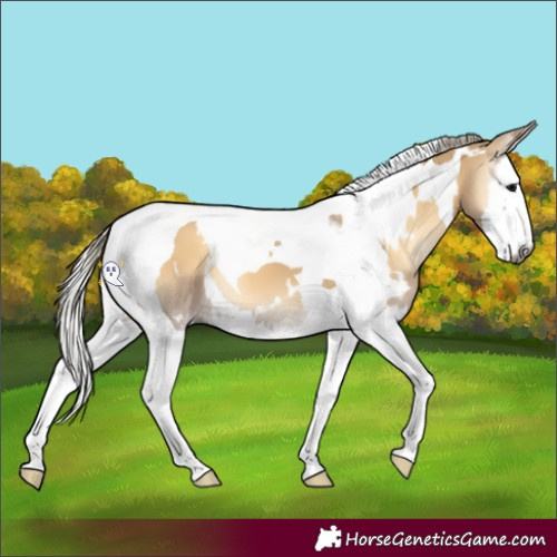 Horse Color:Gray White Spotted Silver Bay Onyx Splash Tobiano Appaloosa