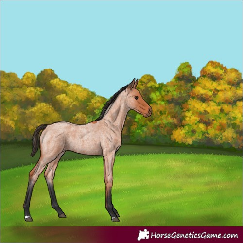 Horse Color:Bay Roan Rabicano
