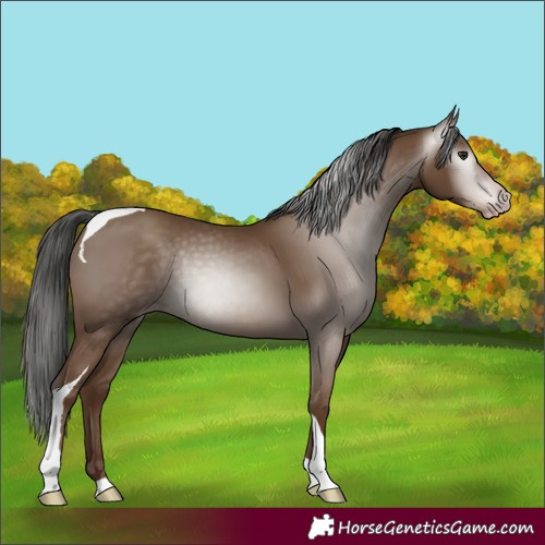 Horse Color:Gray Classic Champagne Tobiano Rabicano