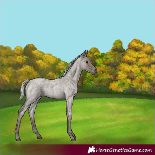 Horse Color:Silver Smoky Blue Roan Rabicano