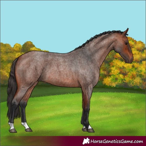 Horse Color:Bay Roan