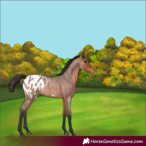 Horse Color:Bay Roan Blanket Rabicano