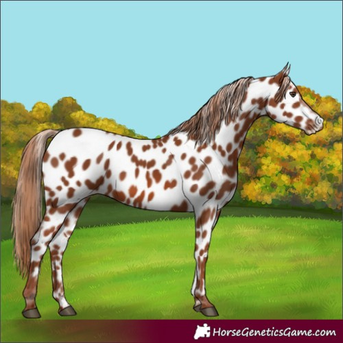 Horse Color:Chestnut Leopard
