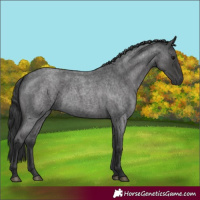 Horse Color:Blue Roan