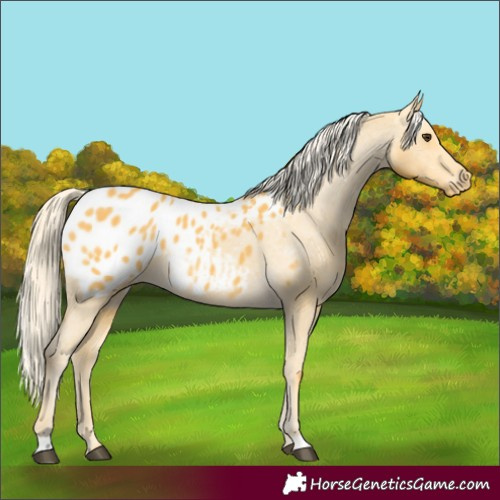 Horse Color:Palomino Blanket