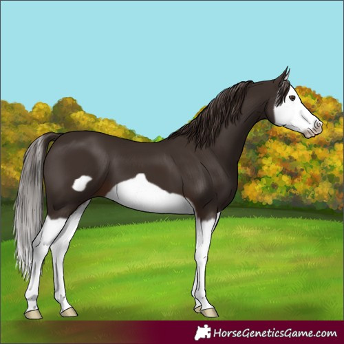 Horse Color:Liver Chestnut Splash Frame