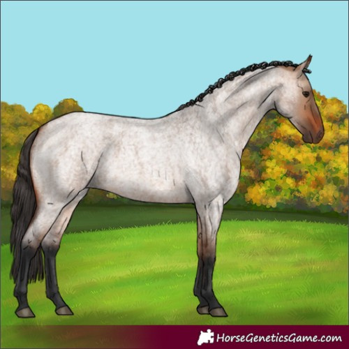 Horse Color:Bay Roan Dun