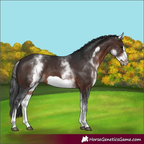 Horse Color:White Spotted Brown Frame Rabicano