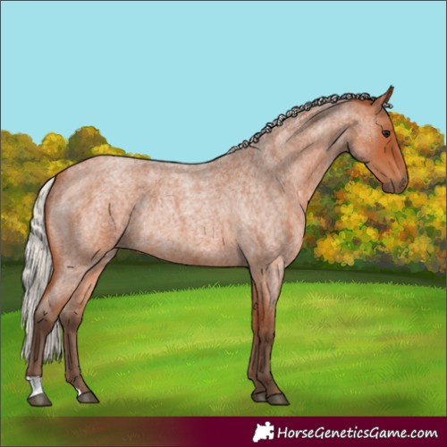 Horse Color:Silver Bay Roan Rabicano 