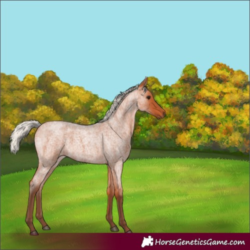 Horse Color:Silver Bay Roan Rabicano 