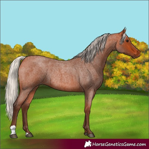 Horse Color:Silver Bay Roan Rabicano