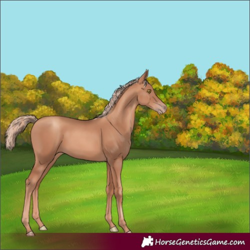 Horse Color:Gold Champagne