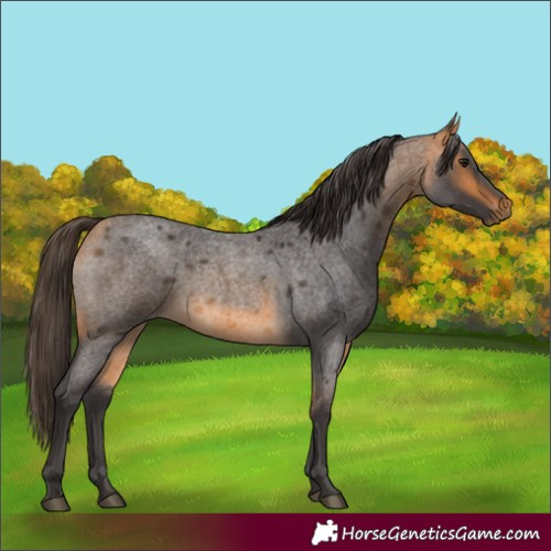 Horse Color:Buckskin Roan Rabicano 