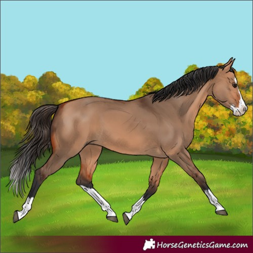 Horse Color:Bay Dun Splash 