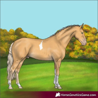Horse Color:Gold Cream Champagne Tobiano 