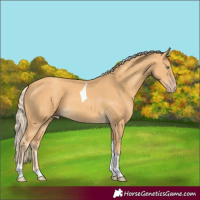 Horse Color:Gold Cream Champagne Tobiano 