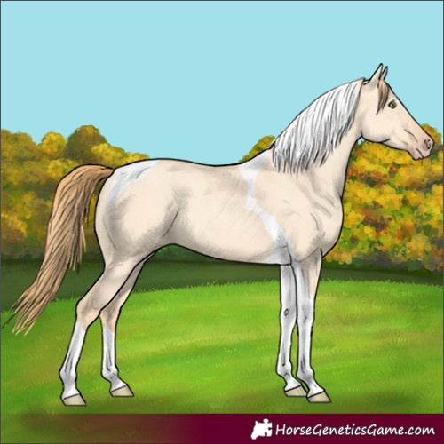 Horse Color:Gold Champagne Dun Tobiano Rabicano