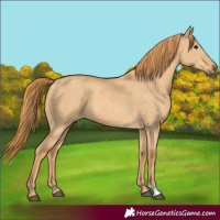 Horse Color:Red Dun 