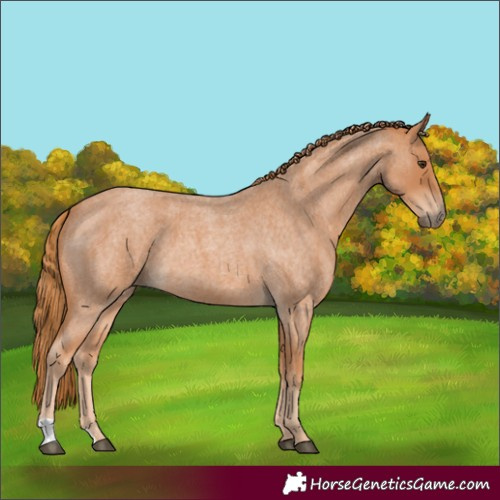 Horse Color:Red Roan