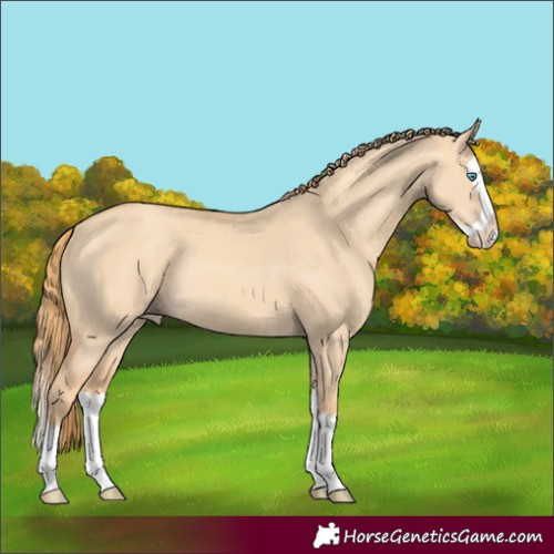 Horse Color:Gold Champagne Dun Splash Rabicano 