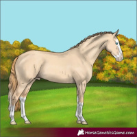 Horse Color:Gold Champagne Dun Splash Rabicano 