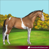 Horse Color:Gray Amber Champagne Splash Tobiano