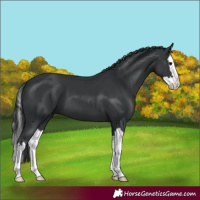 Horse Color:Black Splash