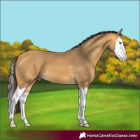 Horse Color:Buckskin Splash 