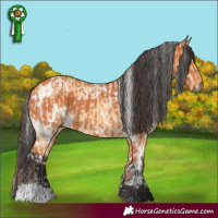 Horse Color:White Spotted Buckskin  and White Spotted Bay 
