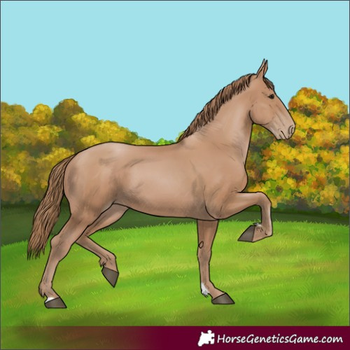Horse Color:Black Pearl 