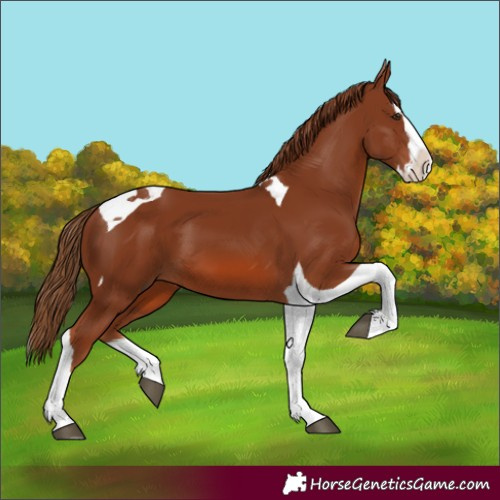 Horse Color:Chestnut Splash Tobiano 