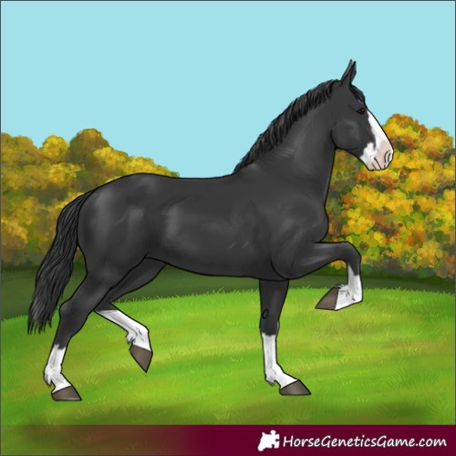 Horse Color:Black Splash 