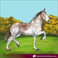 Horse Color:Gray White Spotted Chestnut Splash Tobiano 