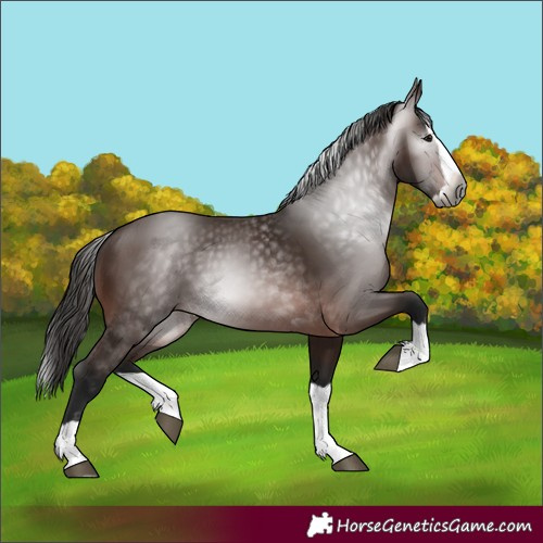 Horse Color:Gray Bay Splash 