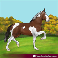 Horse Color:Gray Bay Splash Tobiano 