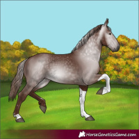 Horse Color:Gray Chestnut Tobiano