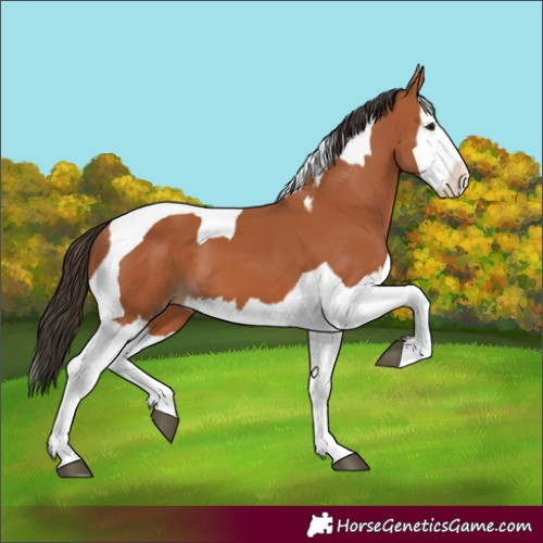 Horse Color:Bay Splash Tobiano 