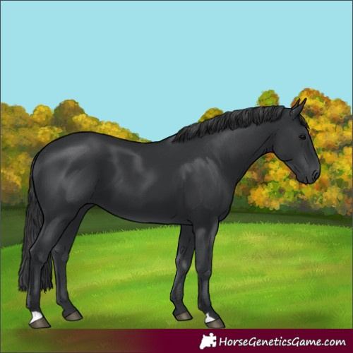 Horse Color:Black 