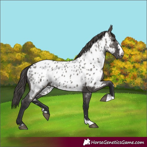 Horse Color:Grullo Appaloosa 