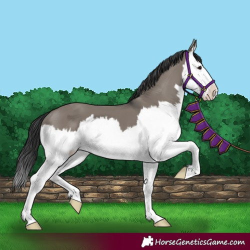 Horse Color:Grullo Splash 