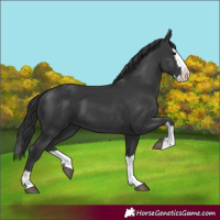 Horse Color:Black Splash 