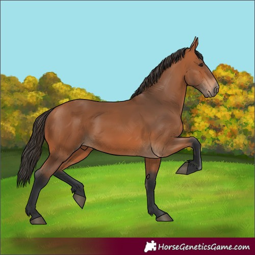 Horse Color:Bay 