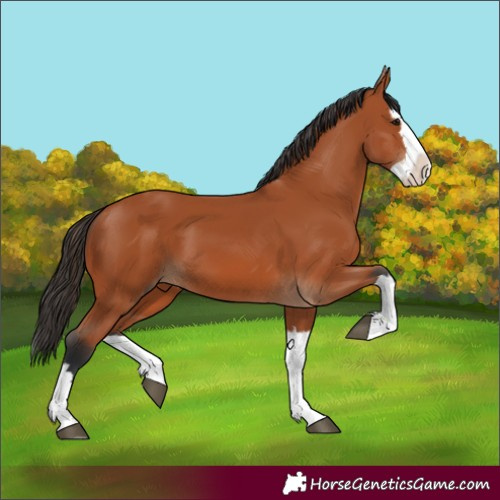 Horse Color:Bay Splash