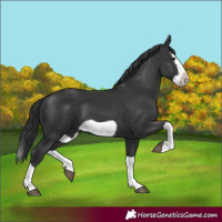 Horse Color:Black Splash Frame 