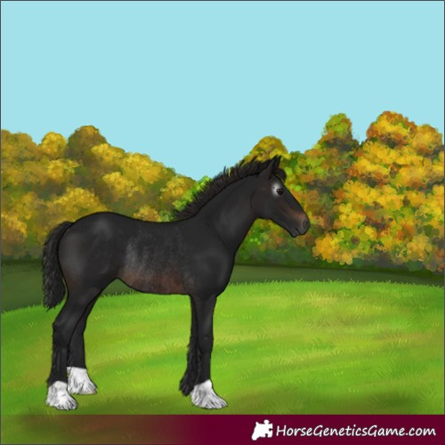 Horse Color:Gray Brown Rabicano 