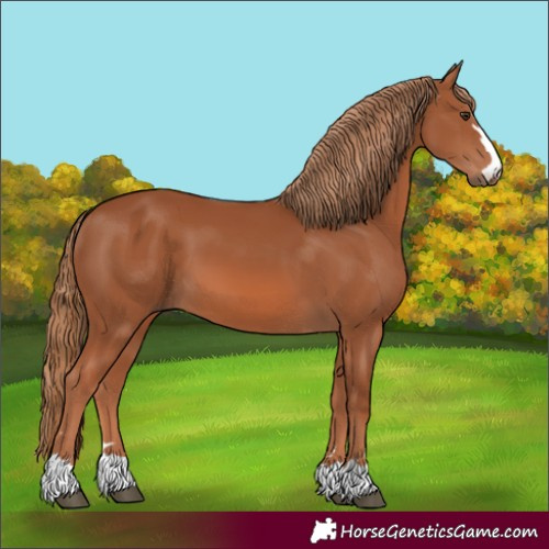 Horse Color:Chestnut 