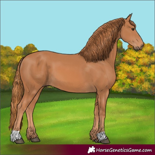 Horse Color:Chestnut 