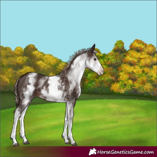 Horse Color:White Spotted Liver Chestnut