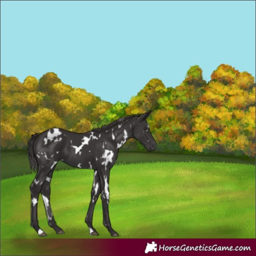 Horse Color:White Spotted Smoky Black