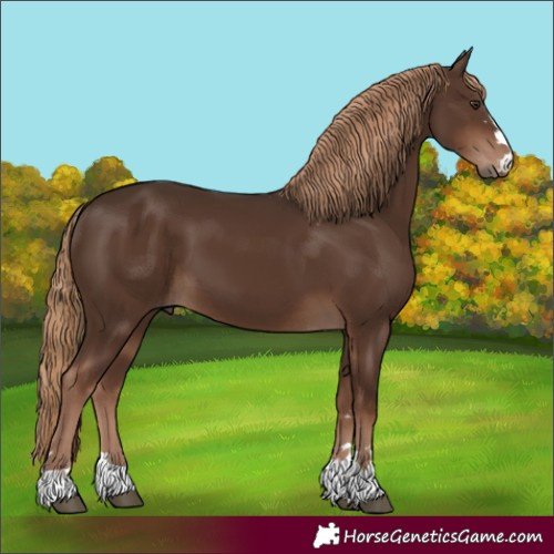 Horse Color:Liver Chestnut 